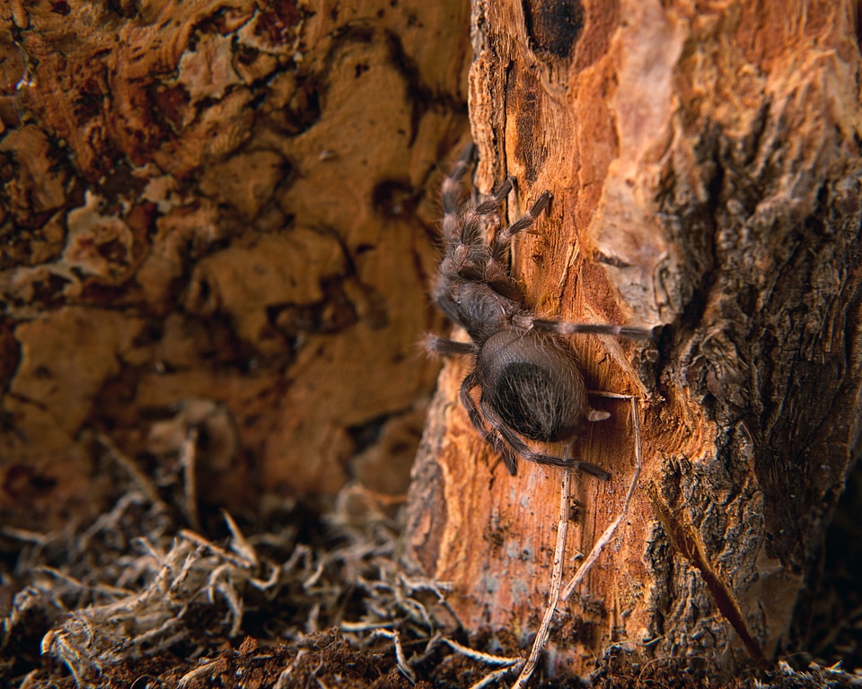 Spider