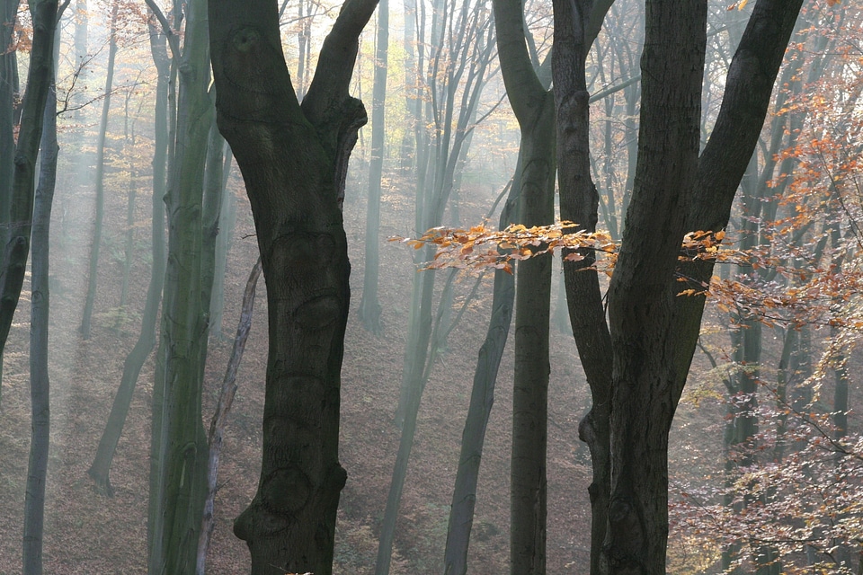 Fog tree trunks trees