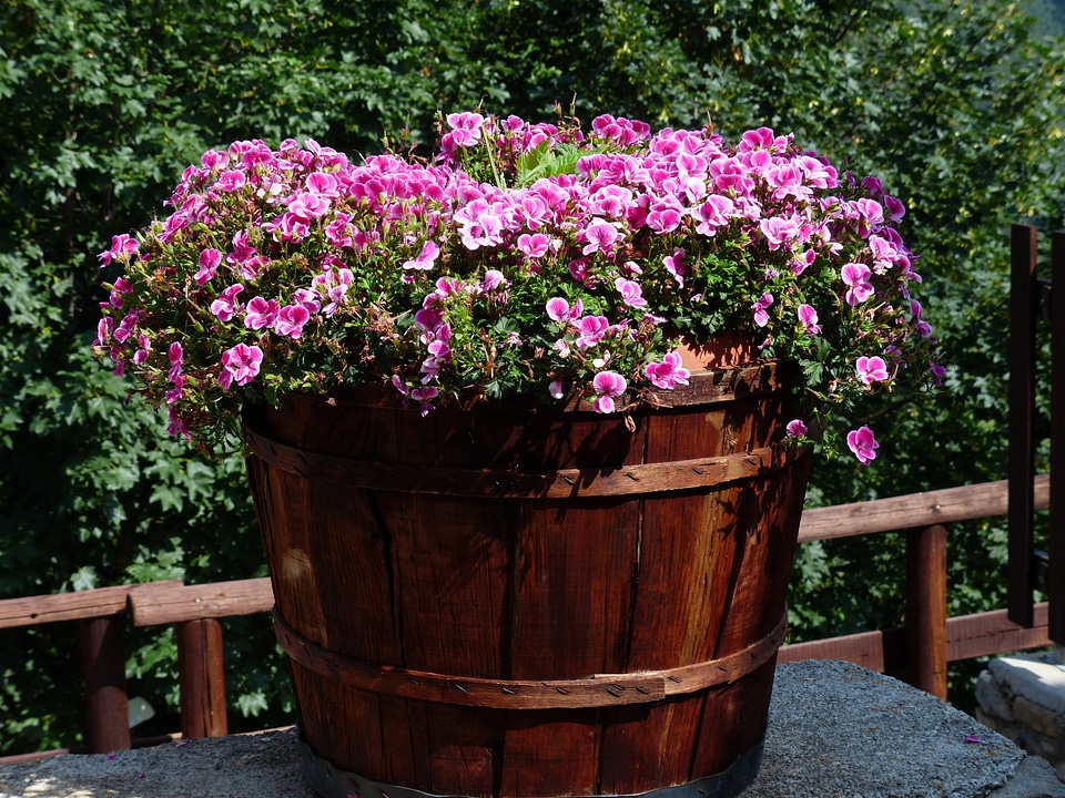 Noble pelargonium english geraniums geranium