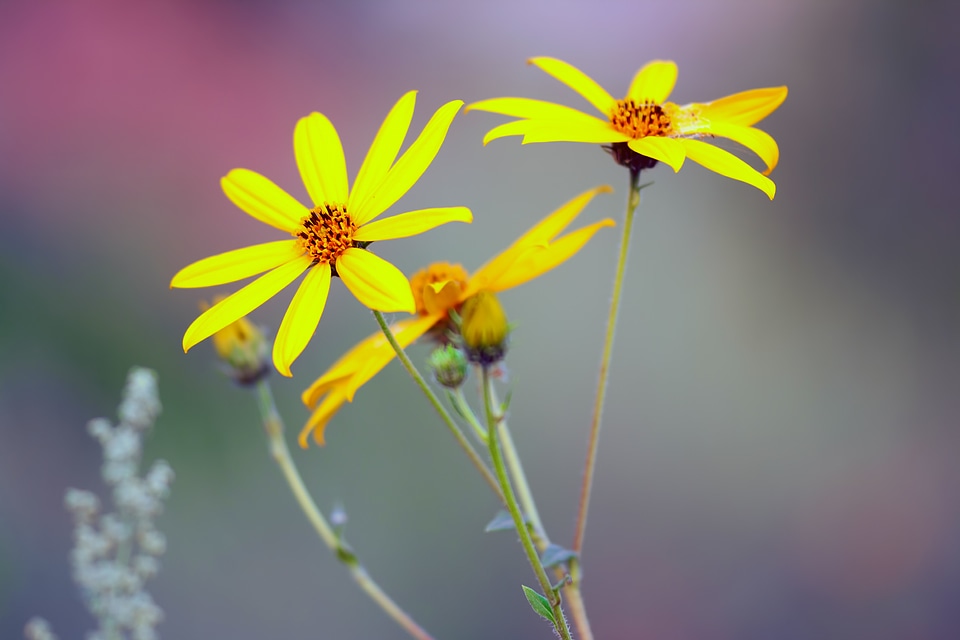 Yellow wild flowers