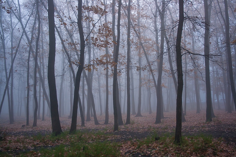 trees and fog photo