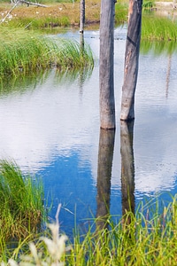 Tree reflected in water