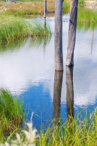 Tree reflected in water photo