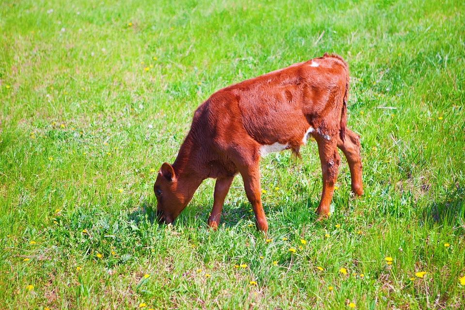 Calf
