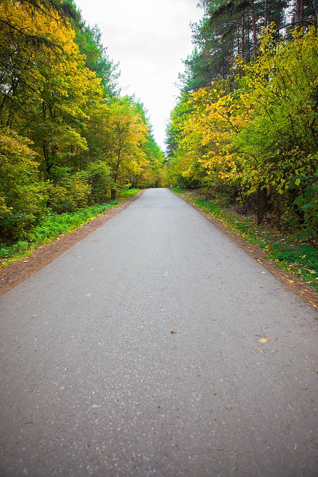 Road in the forest photo