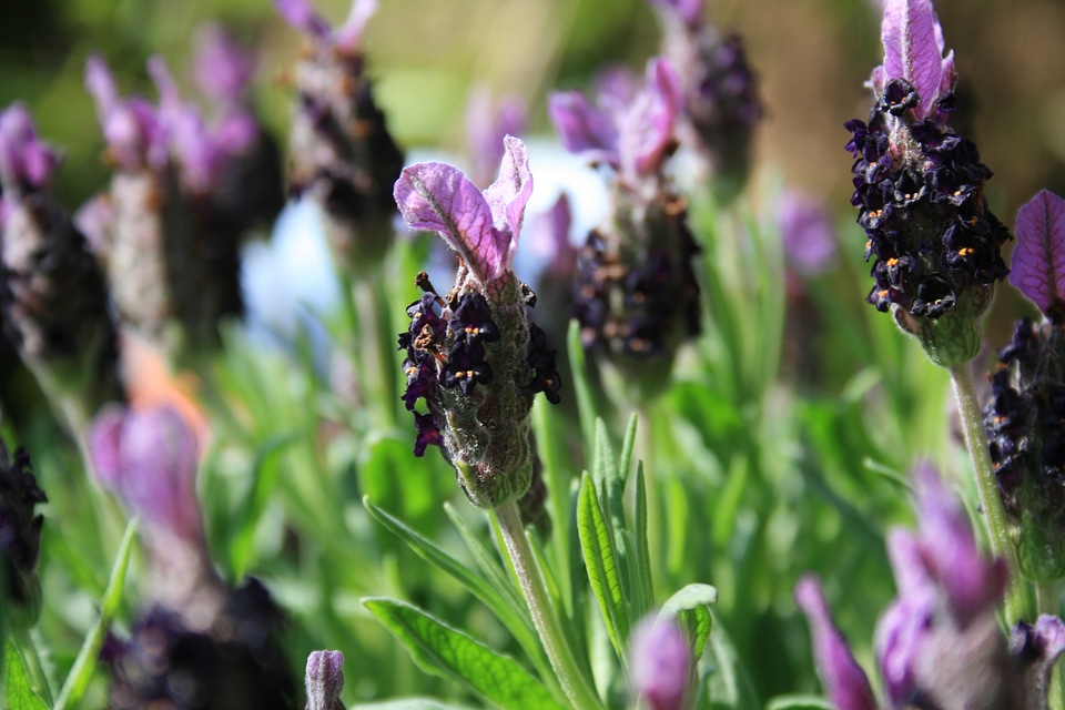 Lavender flower flowering