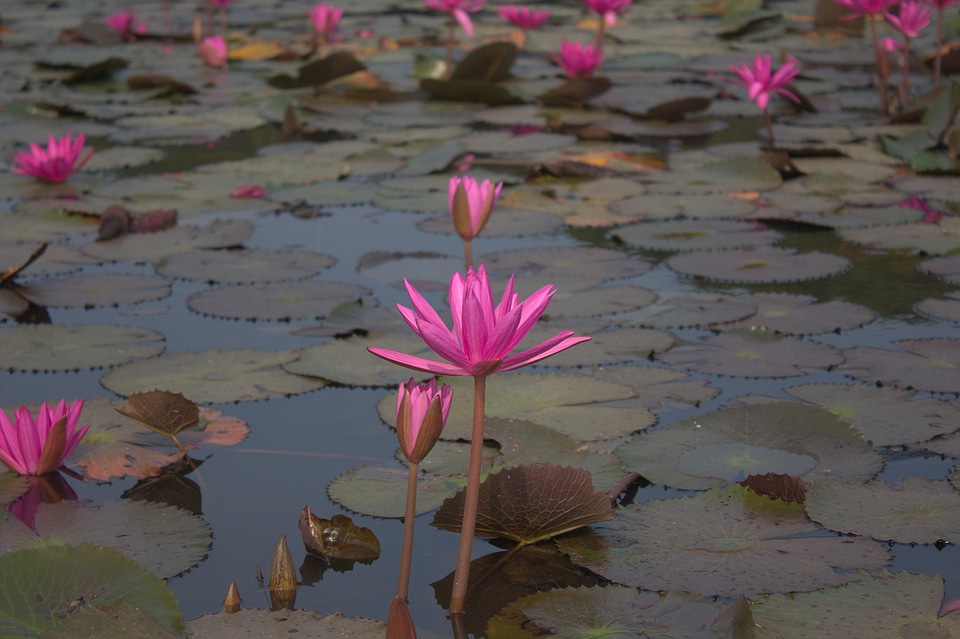 Pink flower blossom
