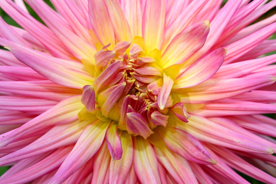 Close up rose yellow