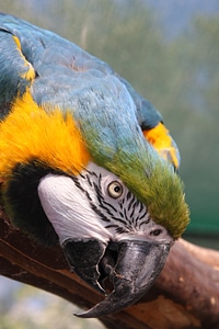 Bird macaw parrot cariamarillo photo