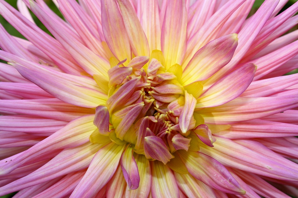 Close up rose yellow