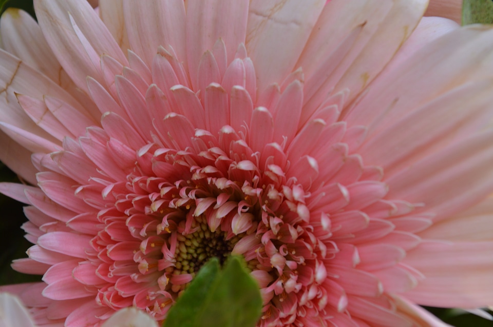 Daisy Closeup Pink