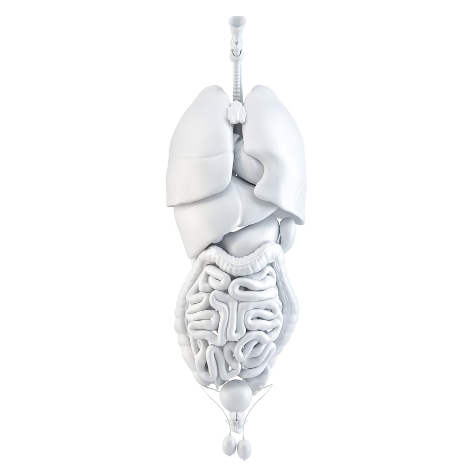 Human internal organs. 3D illustration. Isolated. Contains clipping path