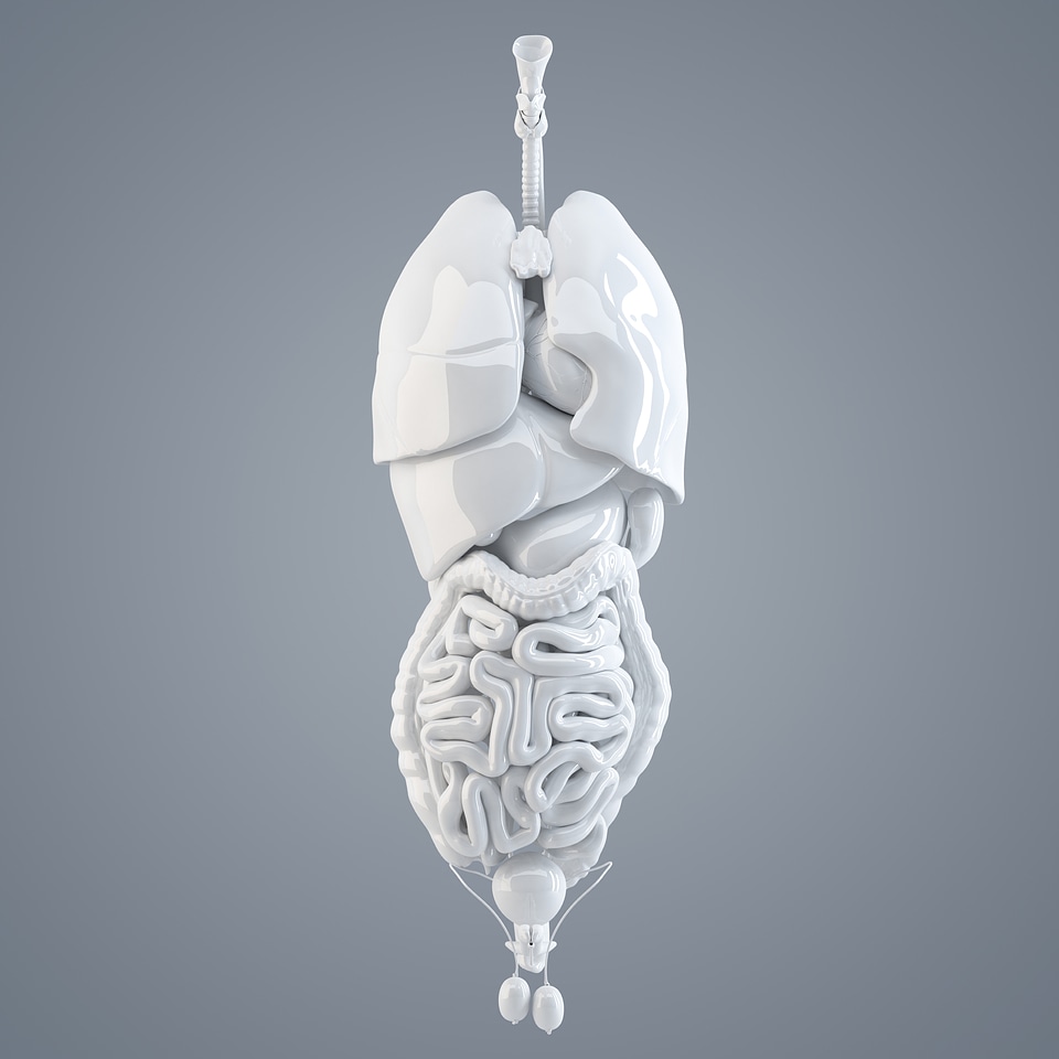 Human internal organs. 3D illustration. Isolated. Contains clipping path