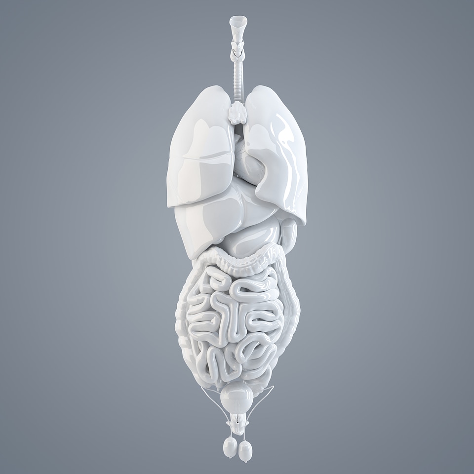 Human internal organs. 3D illustration. Isolated. Contains clipping path photo