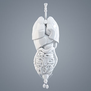 Human internal organs. 3D illustration. Isolated. Contains clipping path