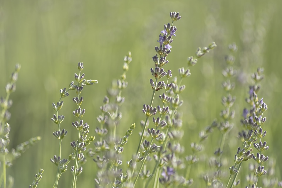 Lavender bush close-up photo