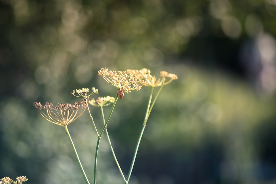 Close-up of fennel flowers
