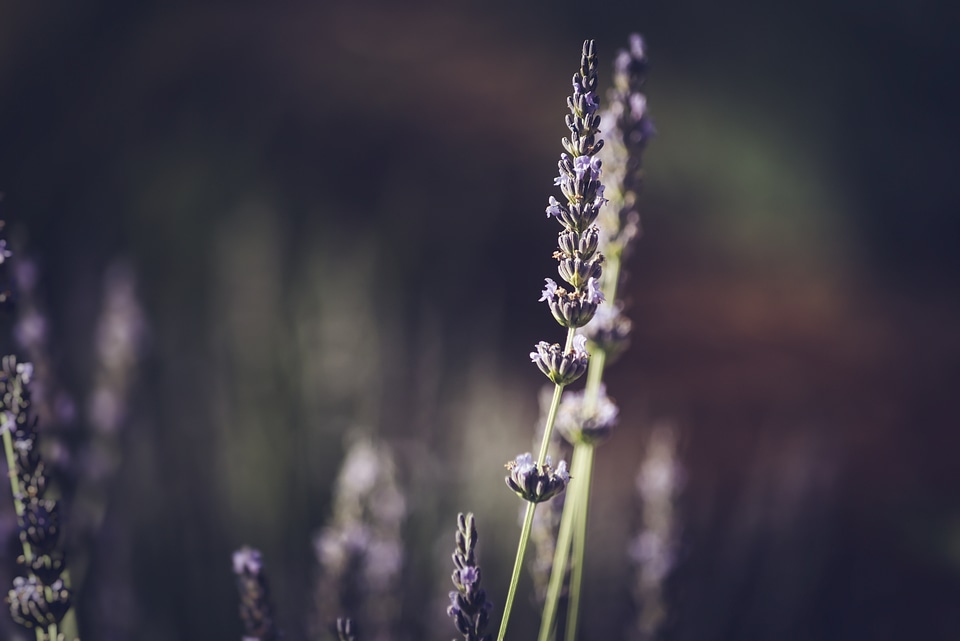 Lavender flowers branch