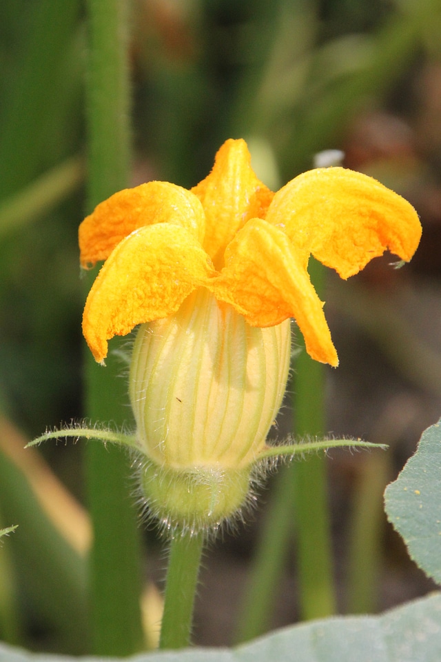 Yellow plants vine