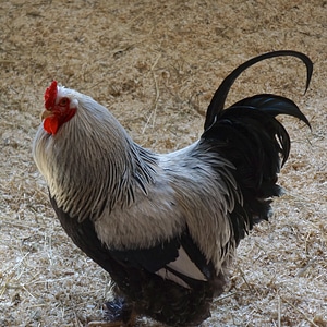 Cock bird domestic animal