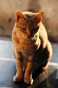 Brown Golden Cat