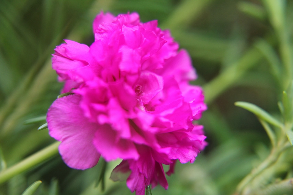 Carnation Flowers Pink