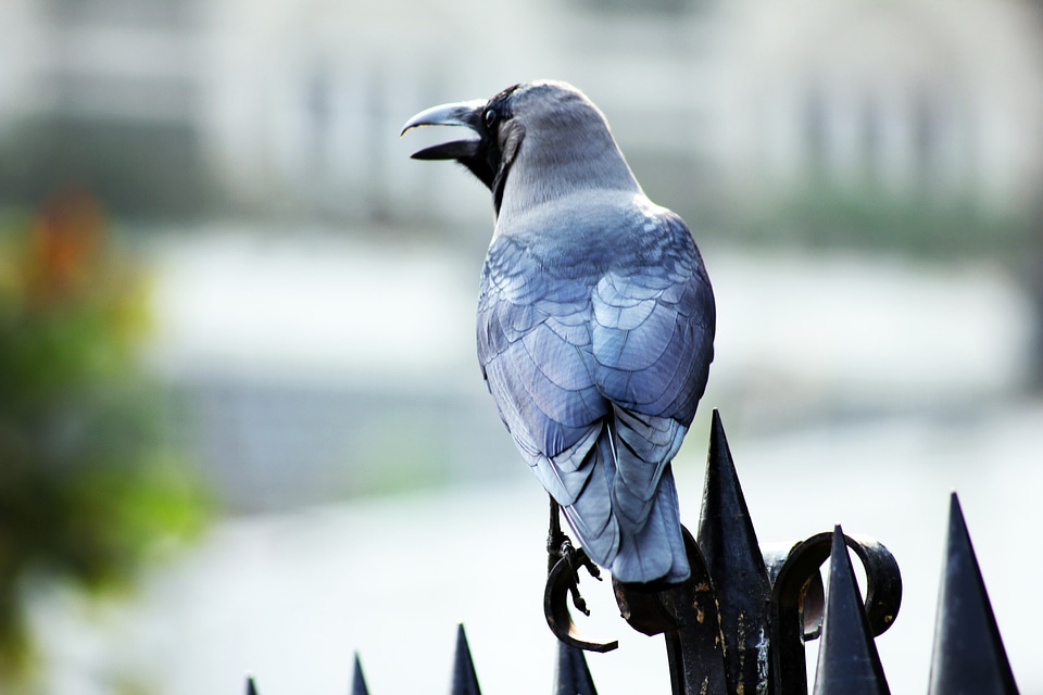 Crow Stting On Fence