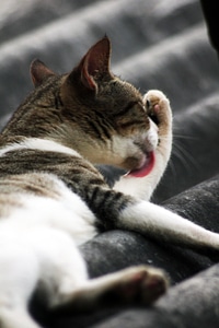 Cute Cat Scratching photo