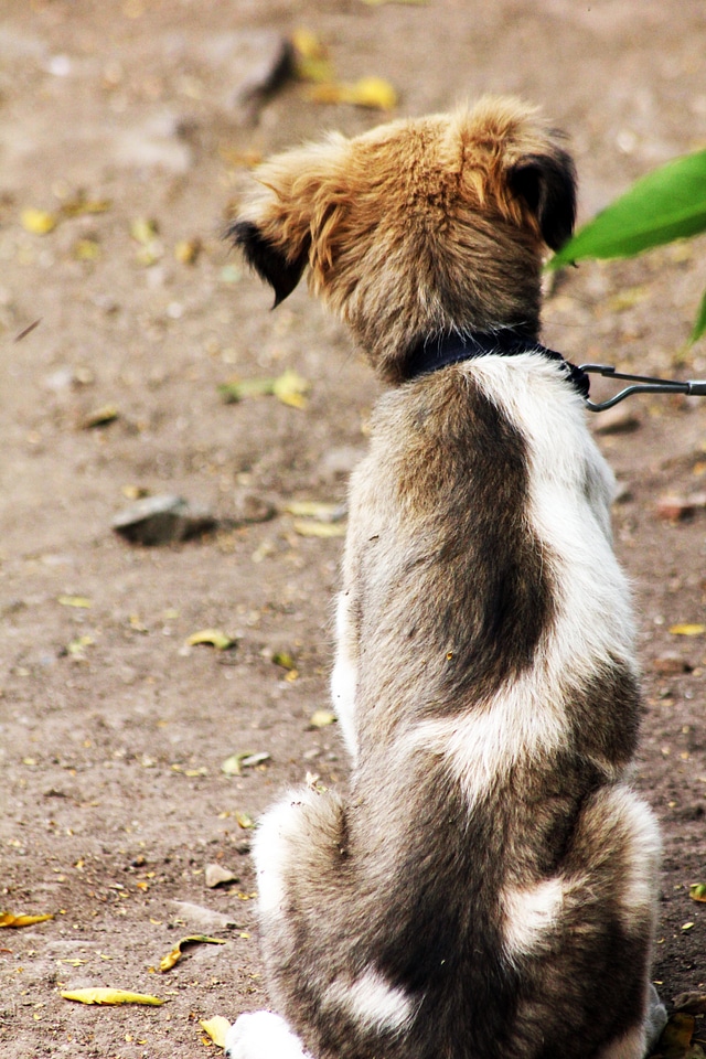 Cute Pet Dog Looking Ahead