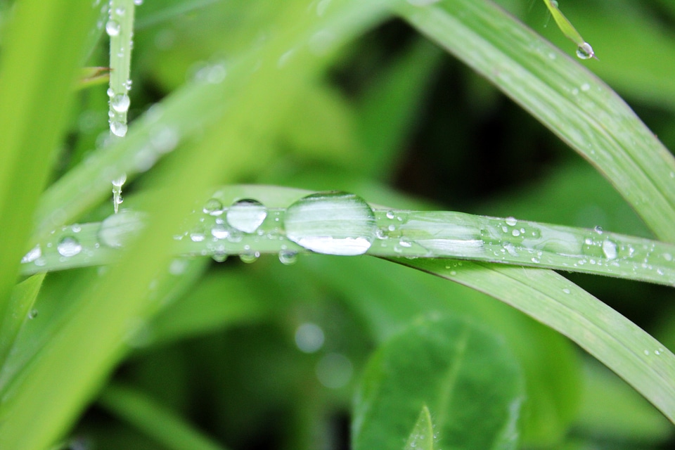Grass Water Drops Macro