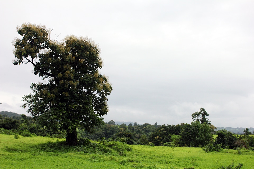 Green Grass Tree Monsoon