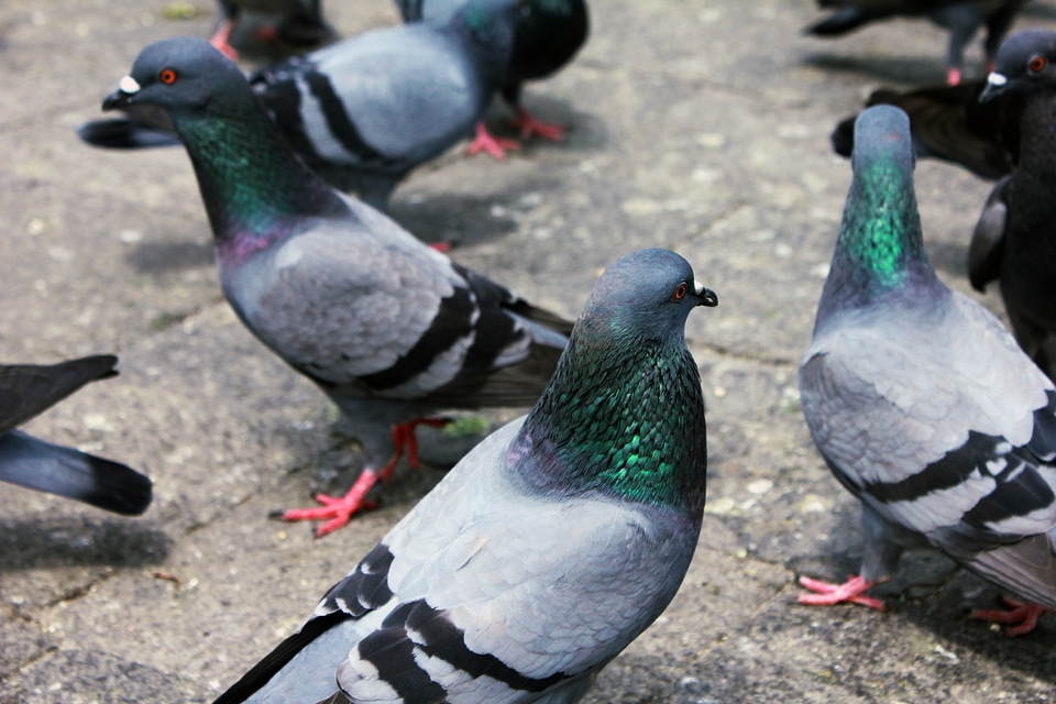 Group Of Birds Pigeons photo