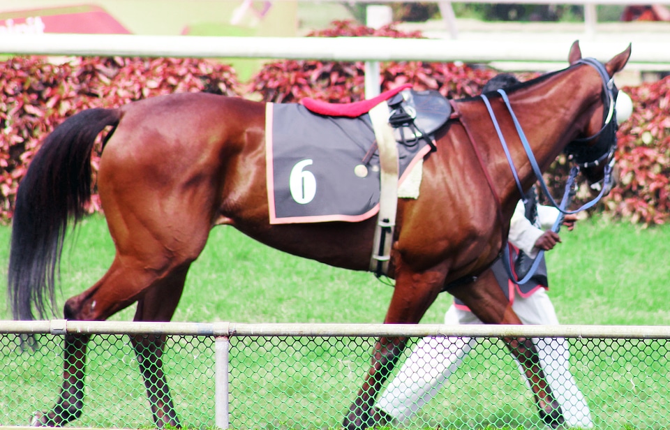 Horse In Derby Race