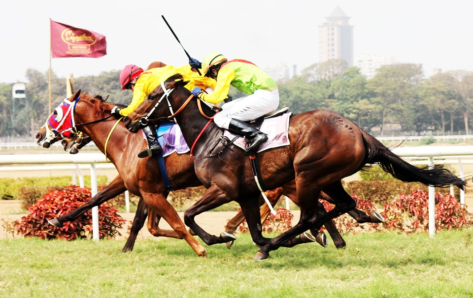 Horses In Action Running