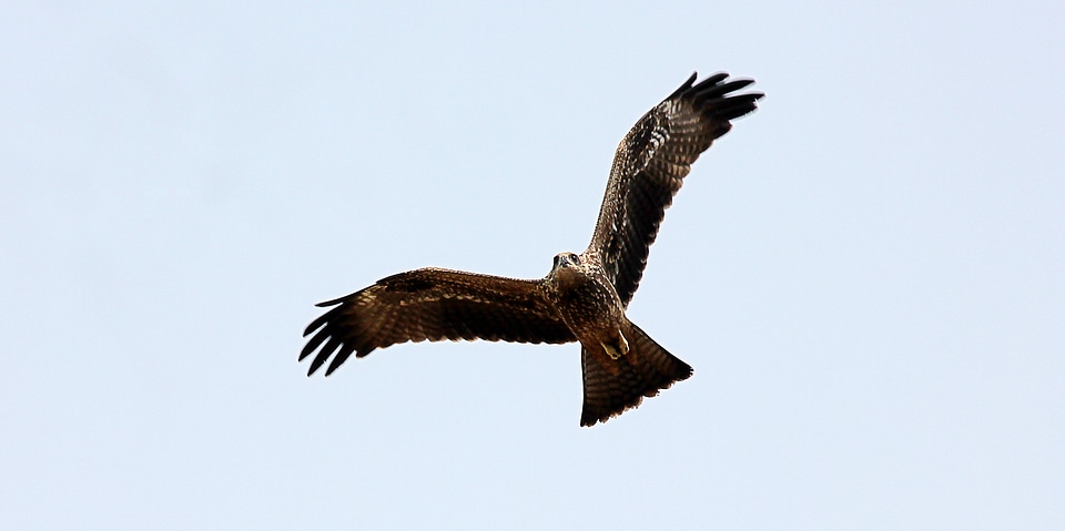 Majestic Eagle Big Bird