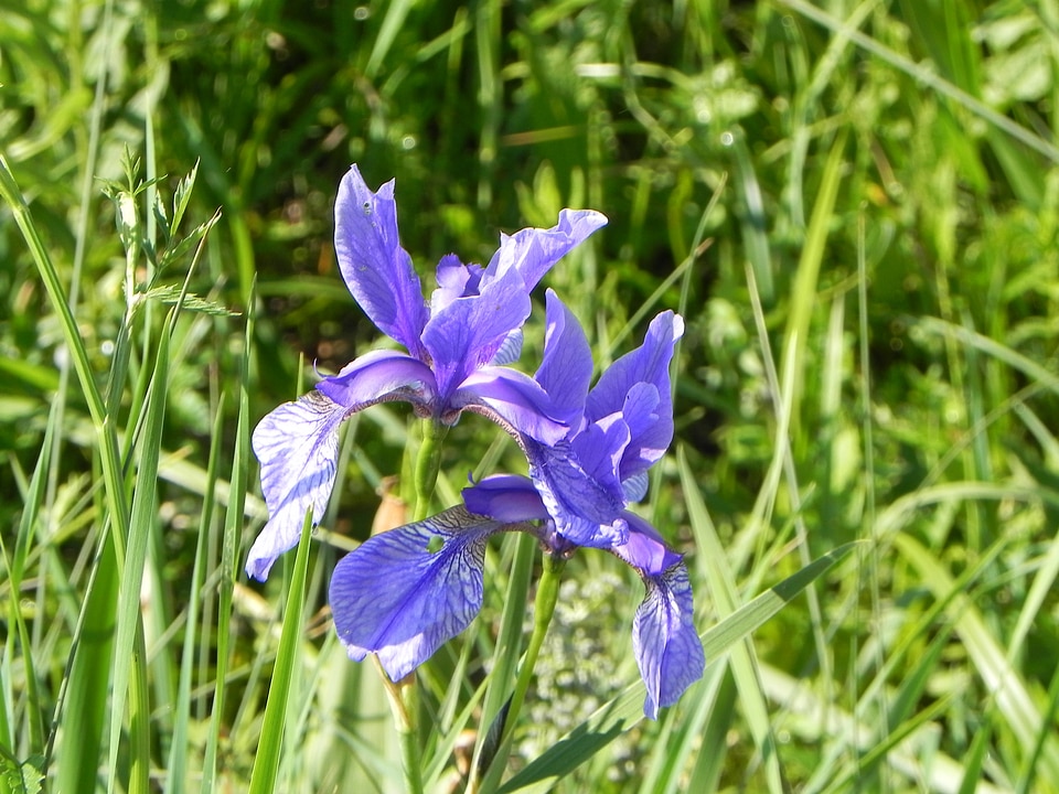 Alpine flora alpine flower