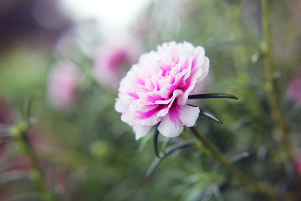 Pink White Carnations