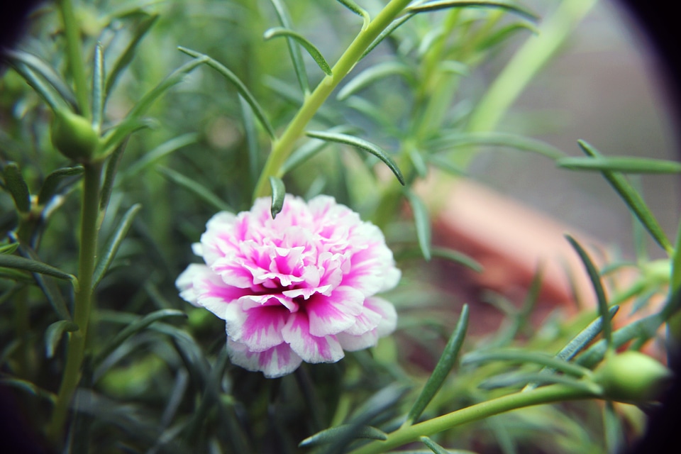 Pink White Carnation In Garden