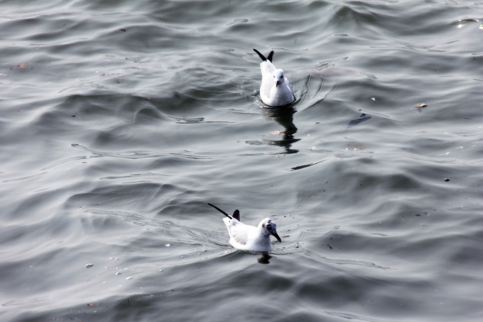 Two Birds Floating In Sea