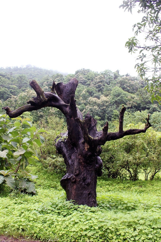 Tree Stump Green Grass