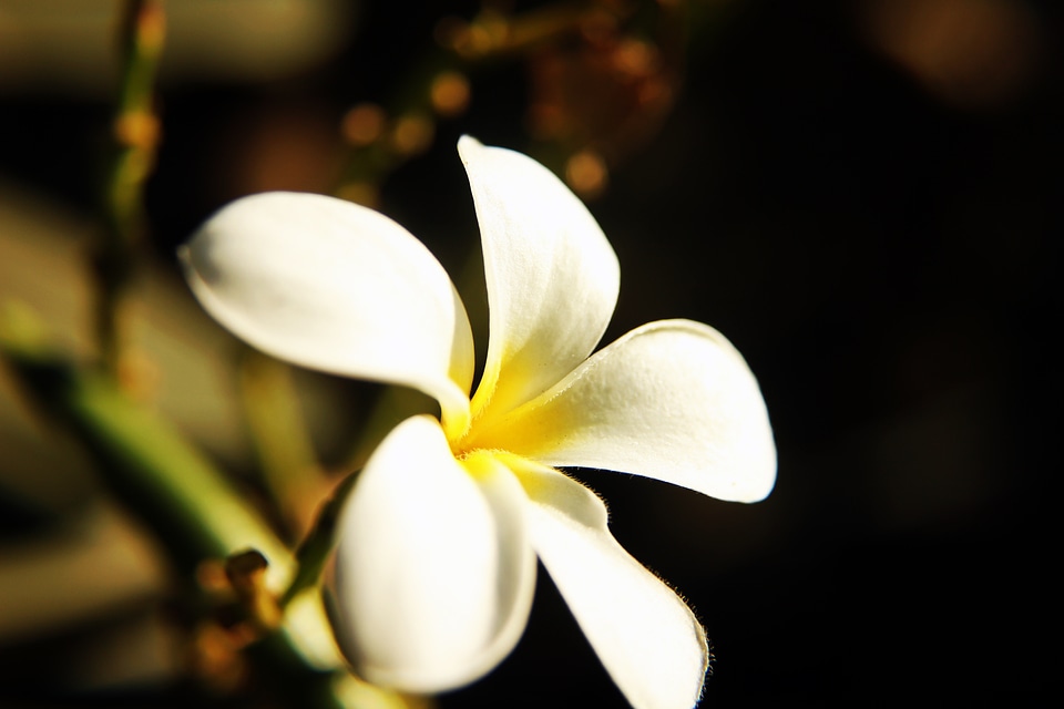 White Flower Closeup photo