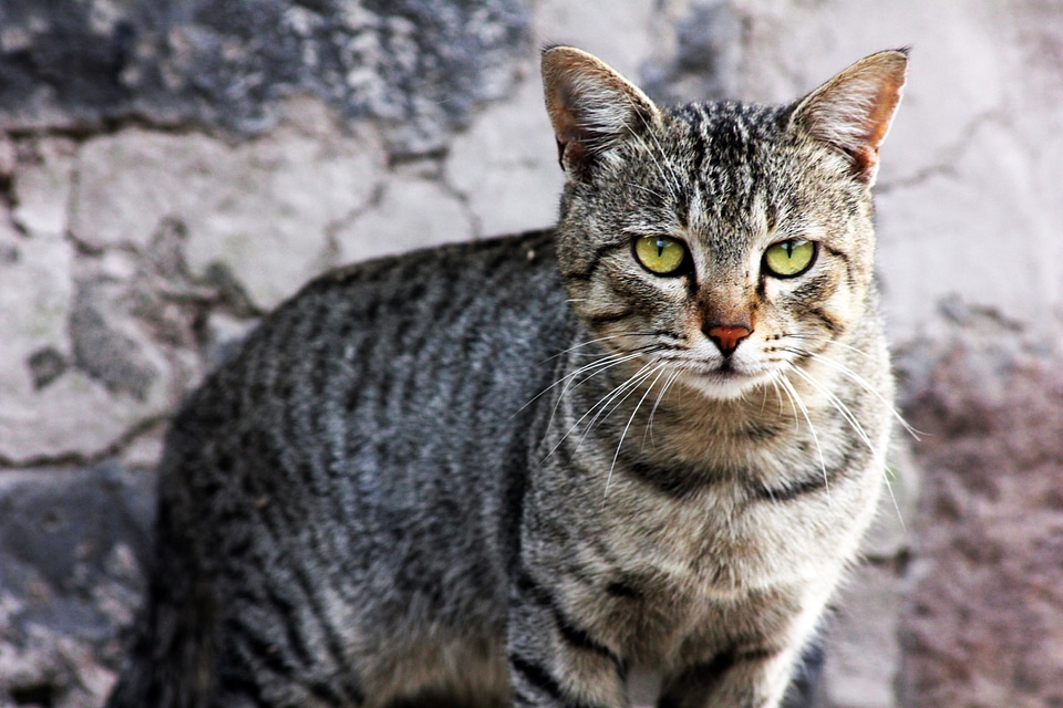 Wild Cat Looking At Camera