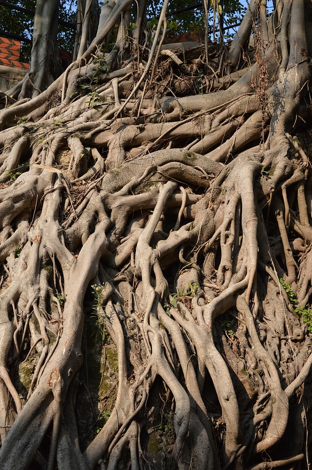 Ficus woods woody