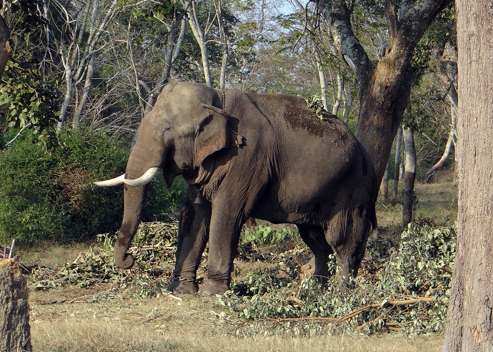 Animal mammal wildlife