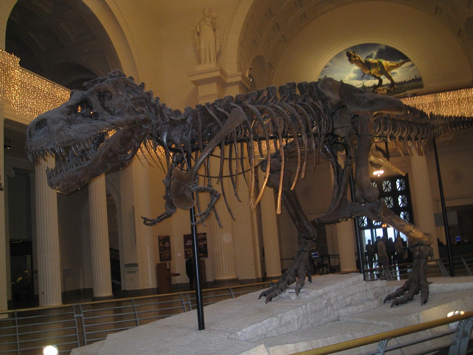 Dinosaur Skeleton Fossil Museum