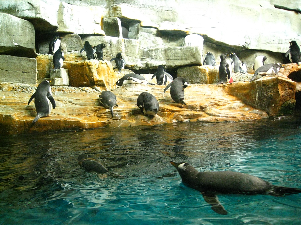Penguins