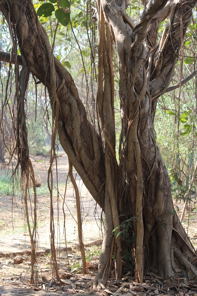 Banyan Tree Roots Garden