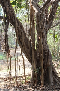 Banyan Tree Roots Garden