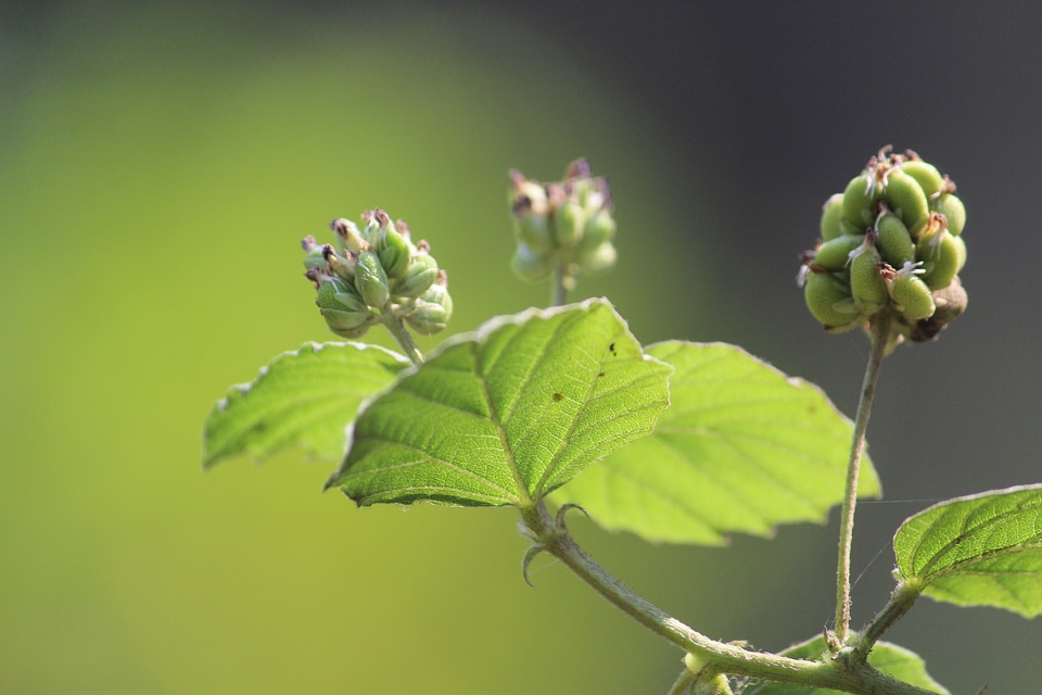 Beautiful Leaf Plant