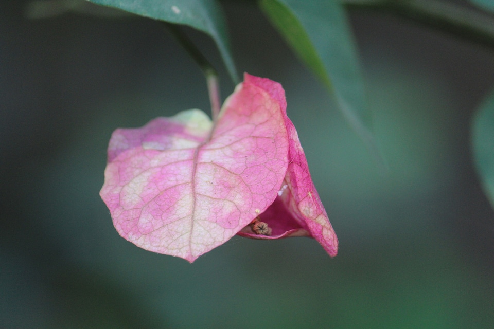 Pink Leaf Flower